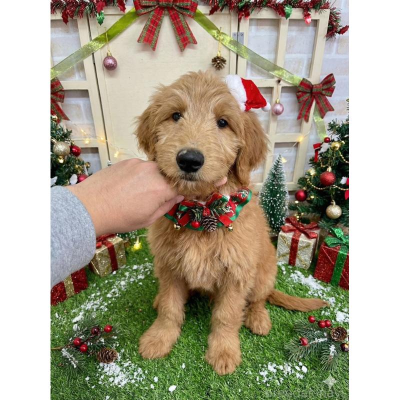 販売中の北海道のゴールデンドゥードル:ゴールデンレトリーバー×プードル-431854の1枚目