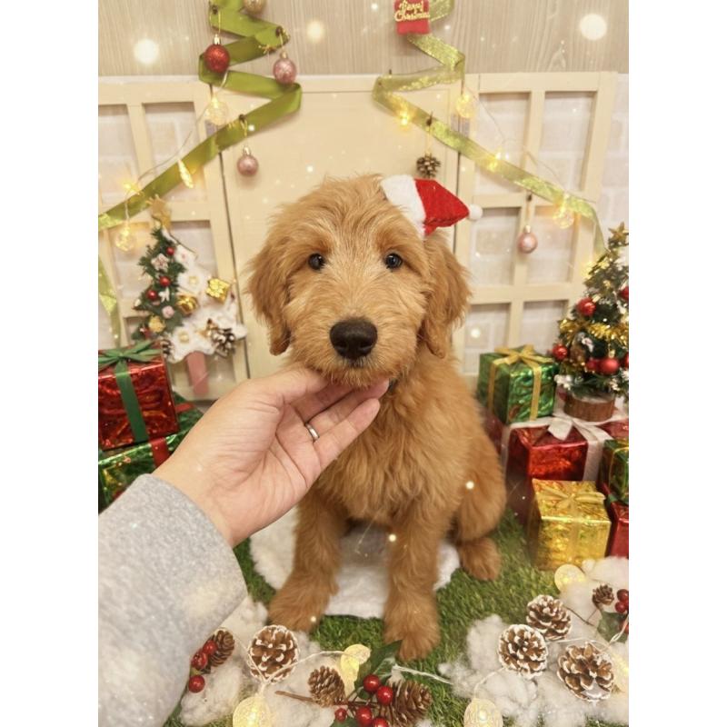 販売中の北海道のゴールデンドゥードル:ゴールデンレトリーバー×プードル-431854の2枚目