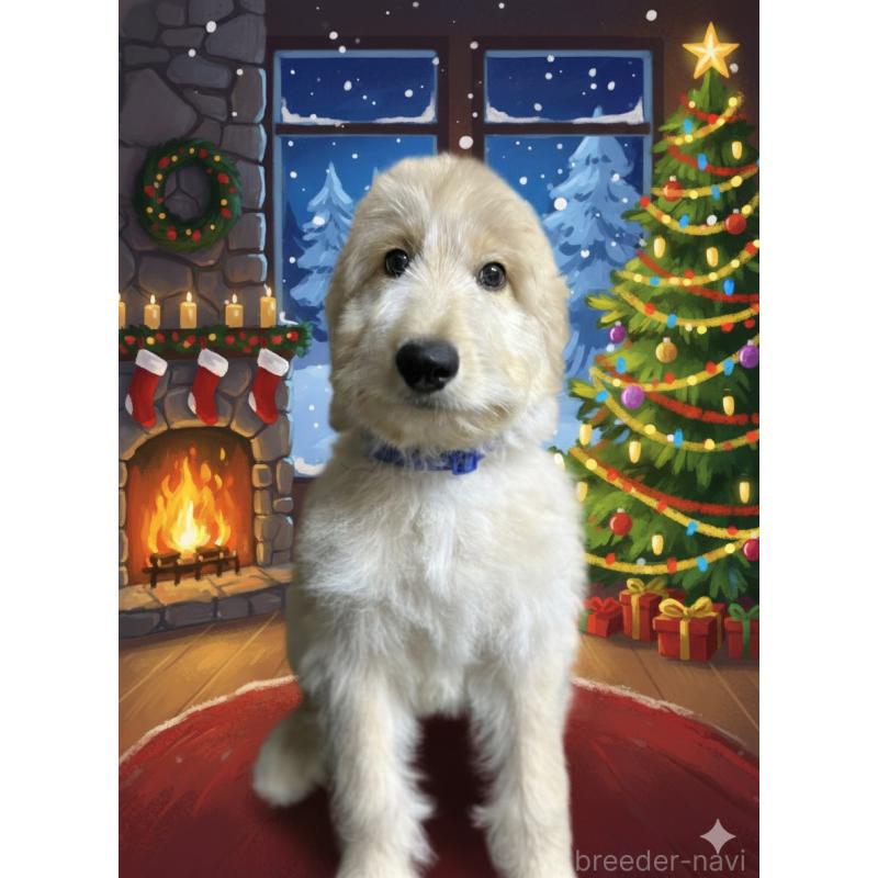 販売中の北海道のゴールデンドゥードル:ゴールデンレトリーバー×プードル-412457