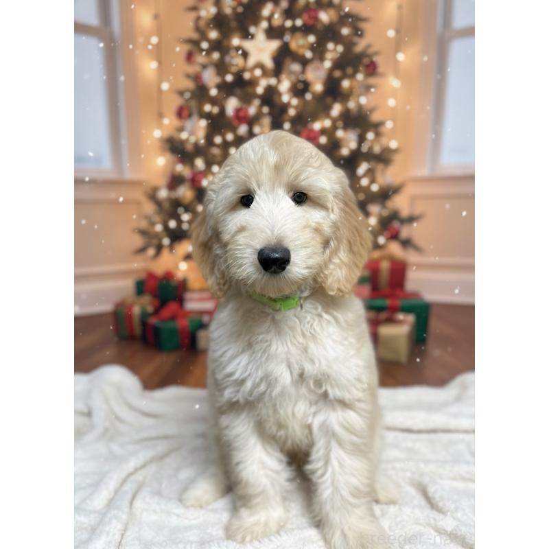 販売中の北海道のゴールデンドゥードル:ゴールデンレトリーバー×プードル-412457の4枚目