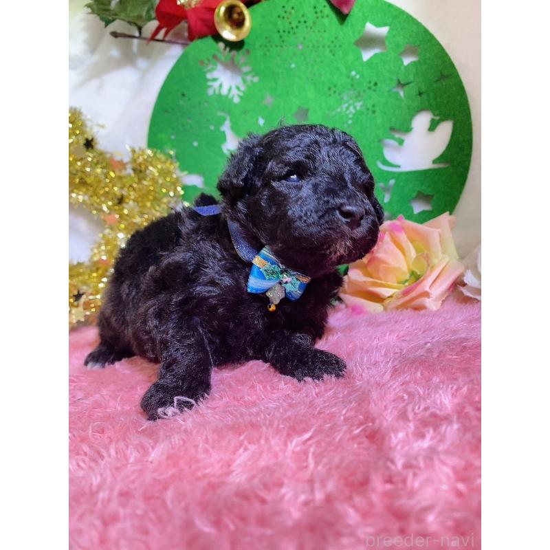 販売中の千葉県のトイプードル-430003の9枚目