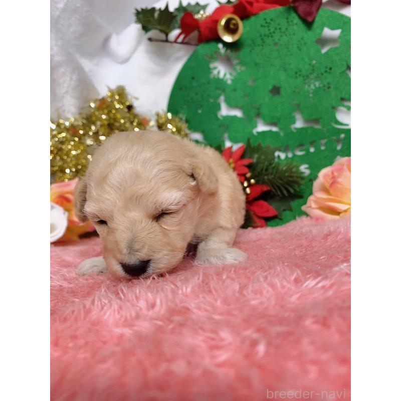 販売中の千葉県のトイプードル-430004の8枚目