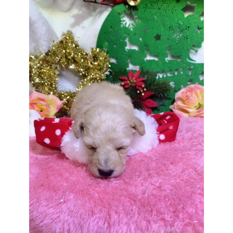 販売中の千葉県のトイプードル-430004の7枚目