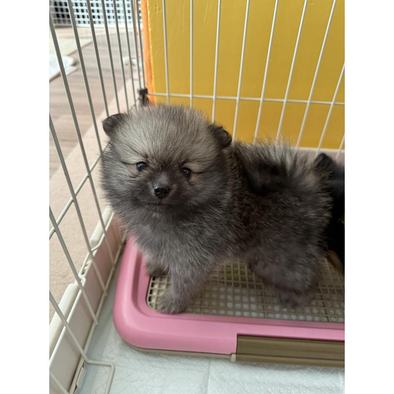 成約済の愛媛県のポメラニアン-426752の3枚目