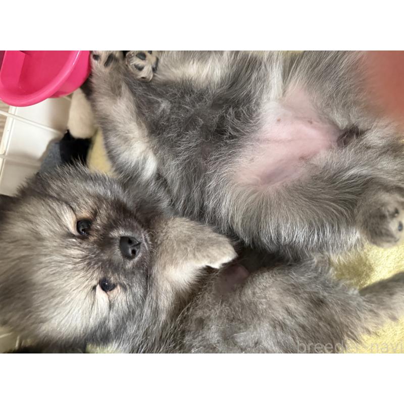 成約済の愛媛県のポメラニアン-426752の2枚目