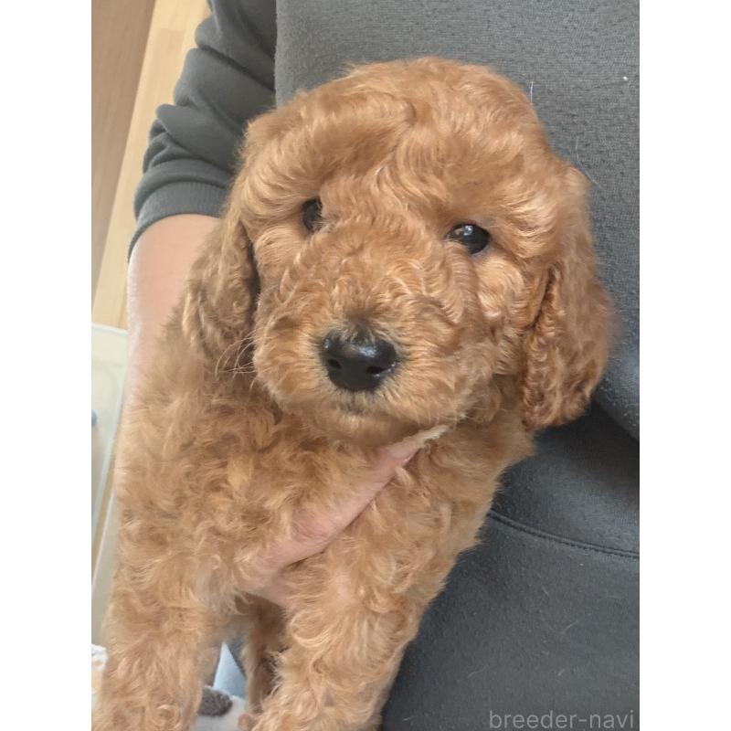 販売中の北海道のトイプードル-427528