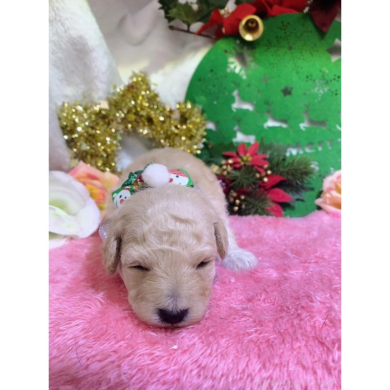 販売中の千葉県のトイプードル-430002の10枚目