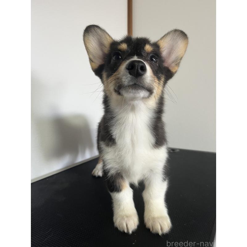 販売中の和歌山県のウェルシュコーギーペンブローク-418659の8枚目