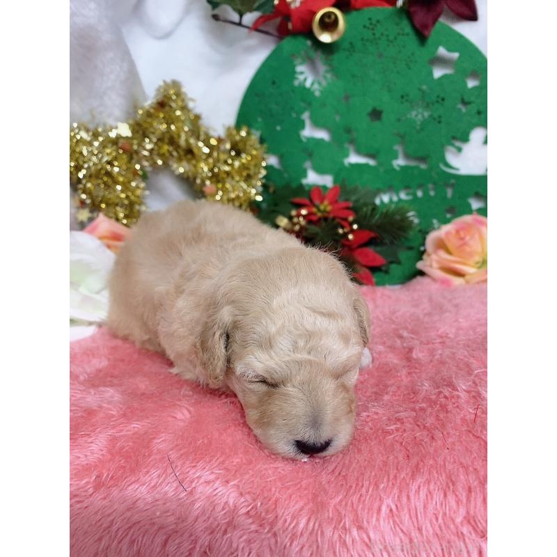 販売中の千葉県のトイプードル-430002の9枚目