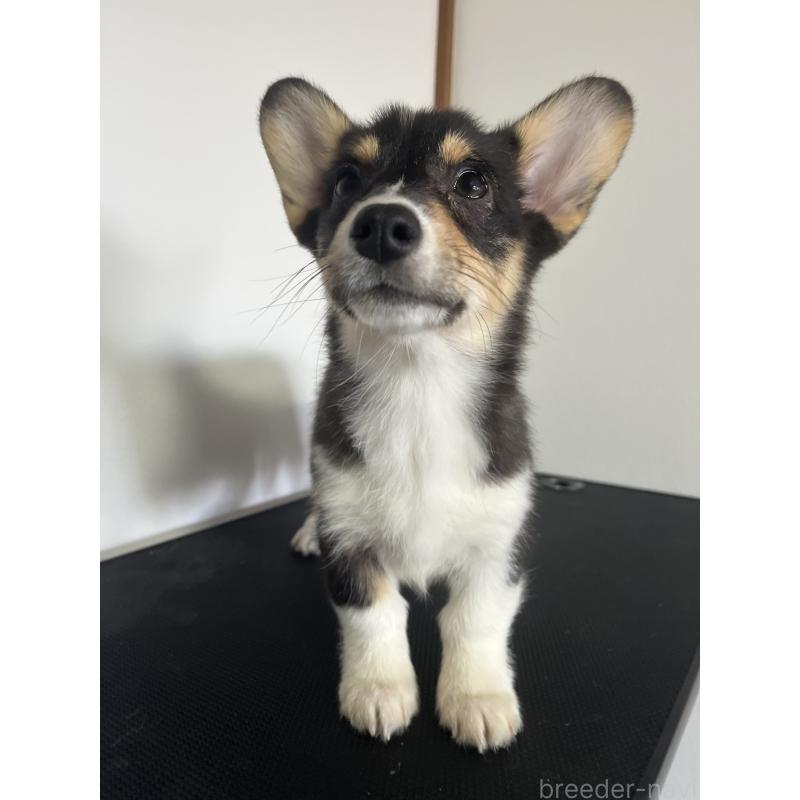 販売中の和歌山県のウェルシュコーギーペンブローク-418659の7枚目