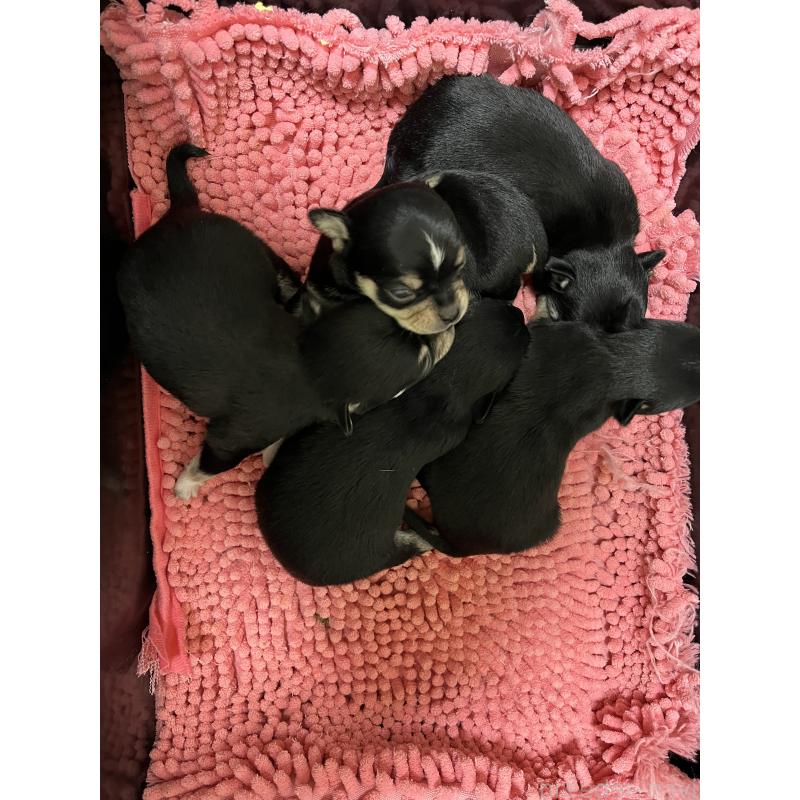 販売中の熊本県のチワワ(スムースコート)-431857の2枚目