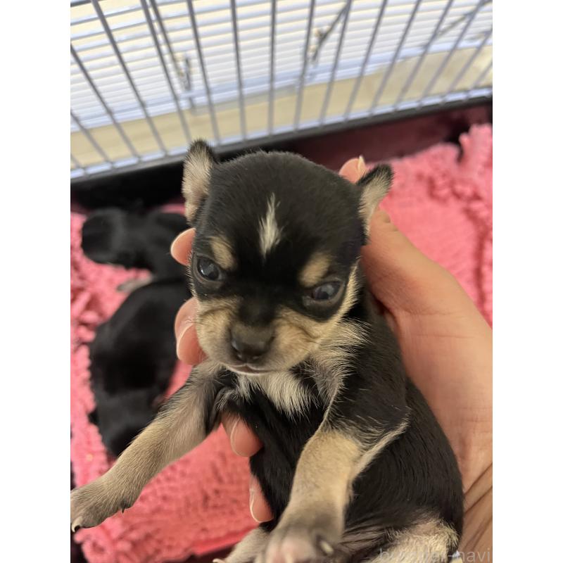 販売中の熊本県のチワワ(スムースコート)-431857の1枚目