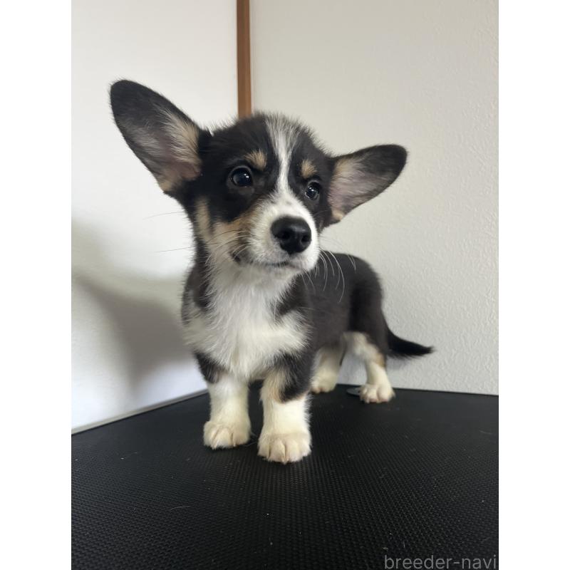 販売中の和歌山県のウェルシュコーギーペンブローク-418663の12枚目