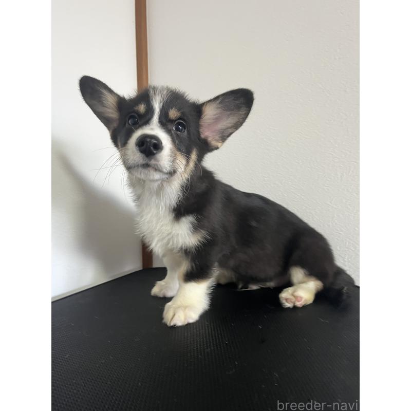 販売中の和歌山県のウェルシュコーギーペンブローク-418663の11枚目