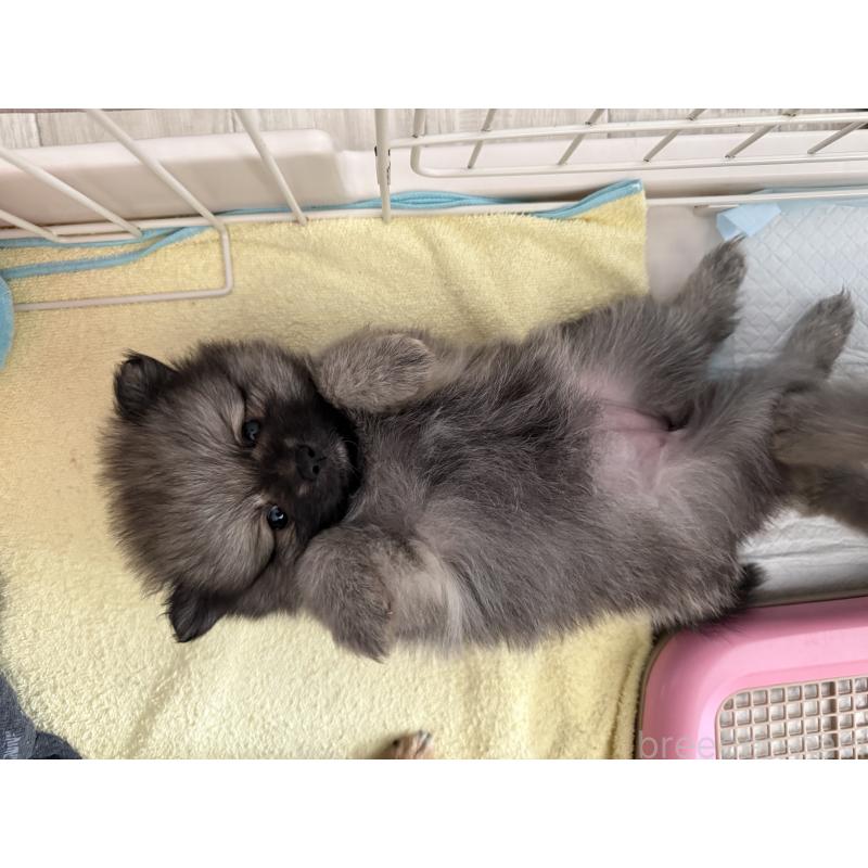 販売中の愛媛県のポメラニアン-426751の8枚目