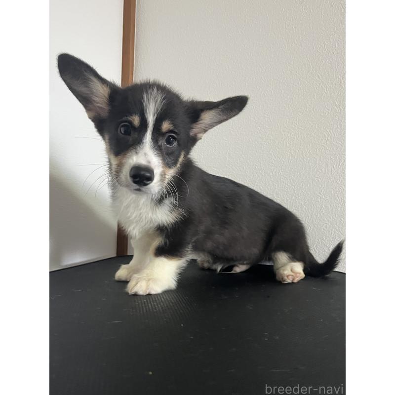 販売中の和歌山県のウェルシュコーギーペンブローク-418663の10枚目