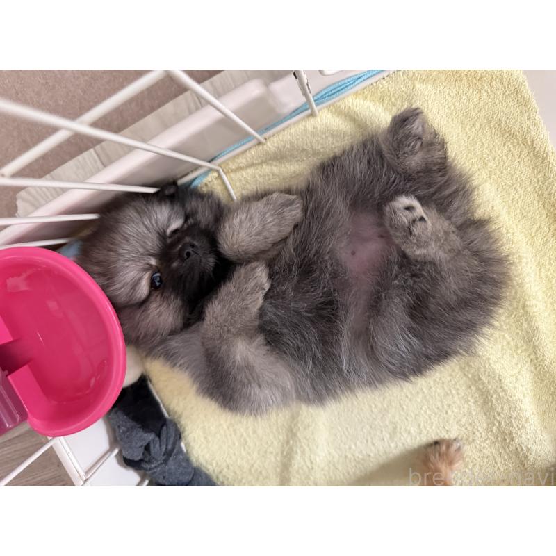 販売中の愛媛県のポメラニアン-426751の7枚目