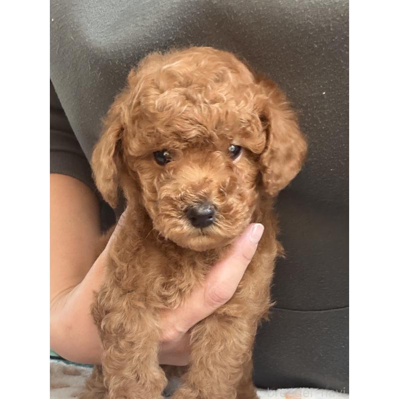 販売中ののトイプードル-427526