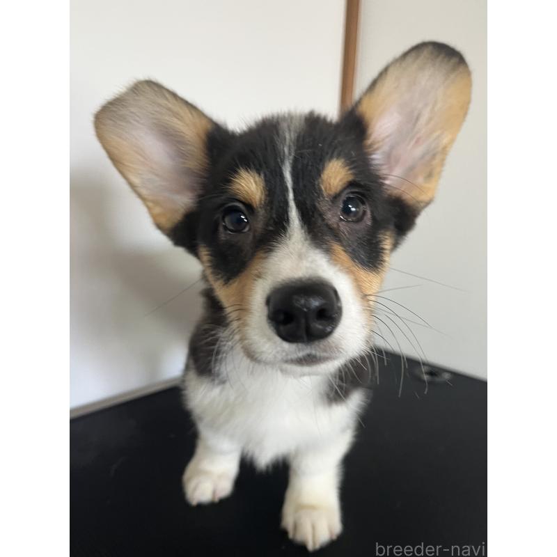 販売中の和歌山県のウェルシュコーギーペンブローク-418666