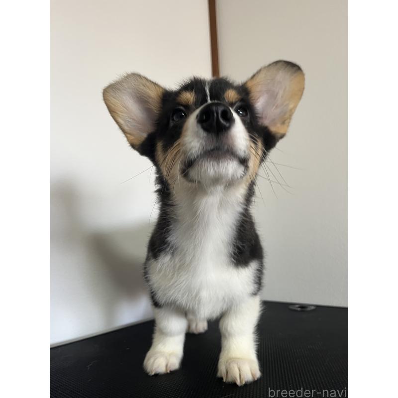 成約済の和歌山県のウェルシュコーギーペンブローク-418666の10枚目