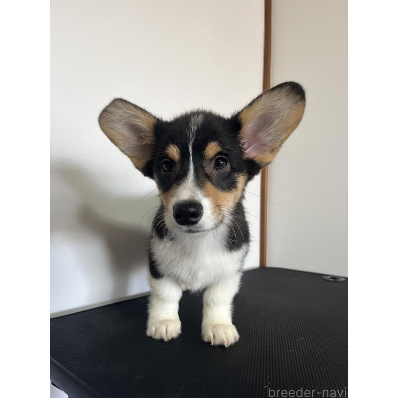 成約済の和歌山県のウェルシュコーギーペンブローク-418666の9枚目