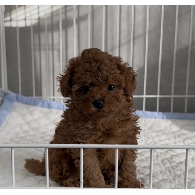 成約済の三重県のタイニープードル-430987の4枚目