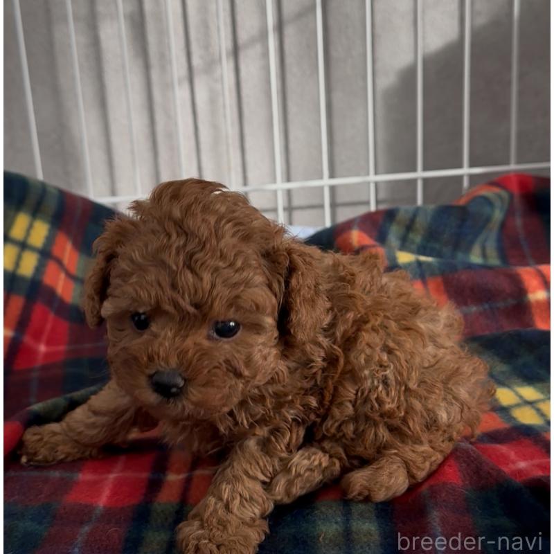 成約済の三重県のタイニープードル-430987の3枚目