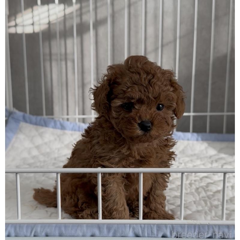 成約済の三重県のタイニープードル-430987の2枚目