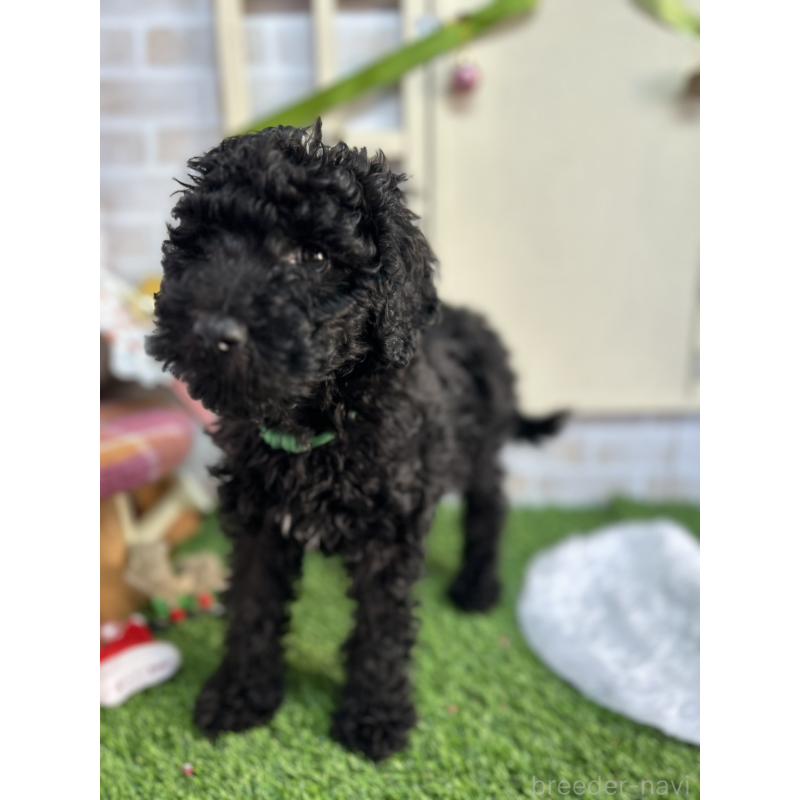 販売中の北海道のスタンダードプードル-431856の5枚目