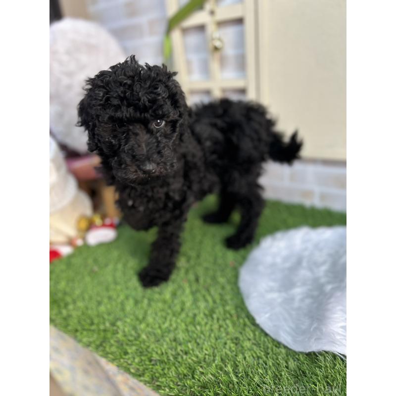 販売中の北海道のスタンダードプードル-431856の4枚目