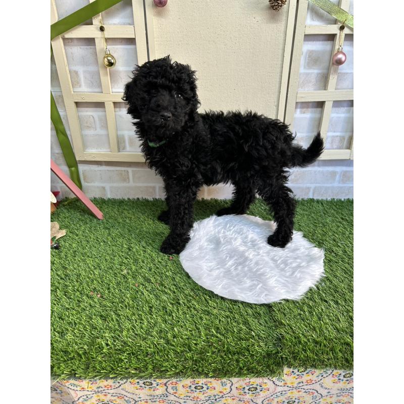 販売中の北海道のスタンダードプードル-431856の2枚目