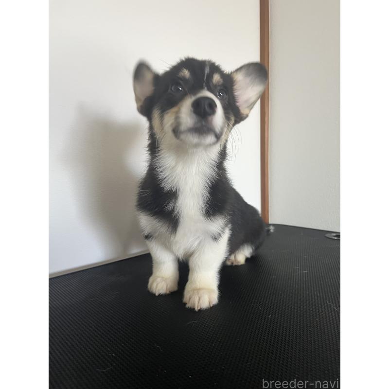 商談中の和歌山県のウェルシュコーギーペンブローク-418668の13枚目