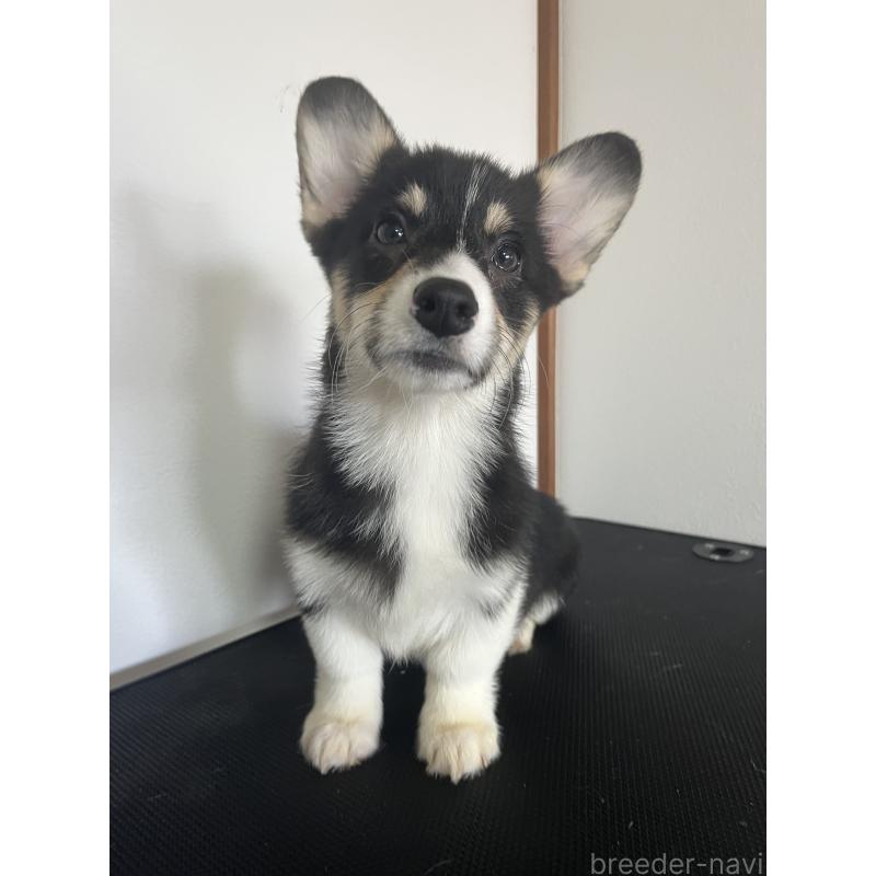 商談中の和歌山県のウェルシュコーギーペンブローク-418668の12枚目