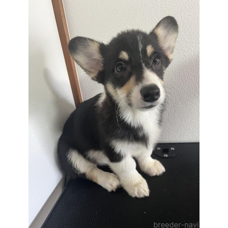 商談中の和歌山県のウェルシュコーギーペンブローク-418668の11枚目