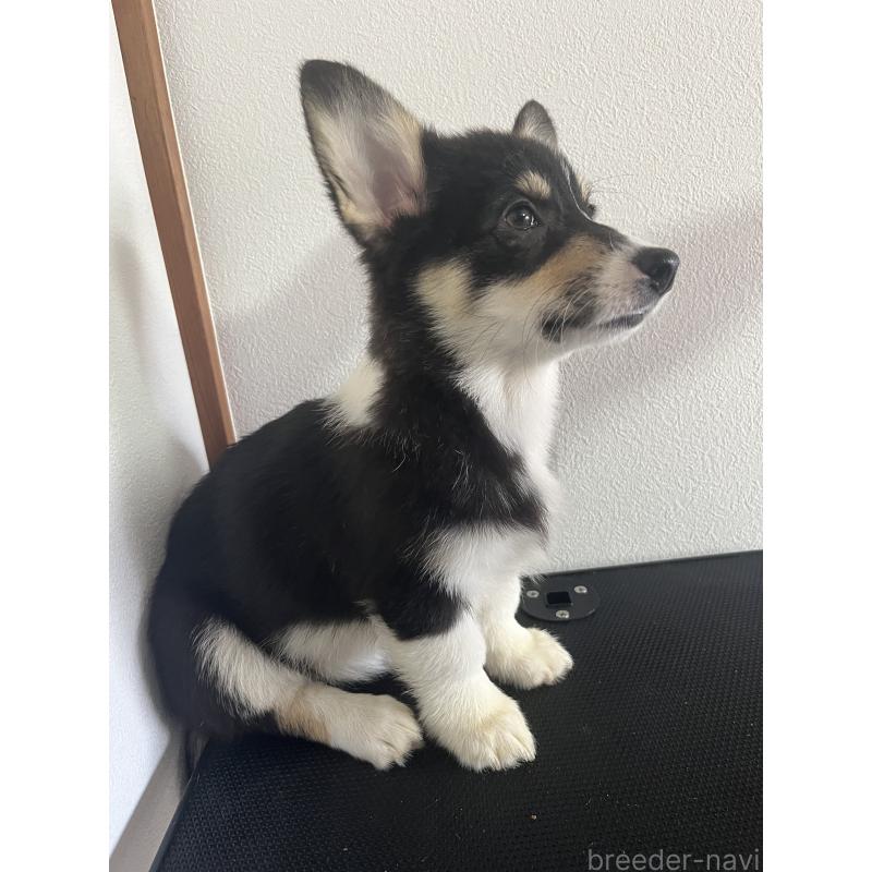 商談中の和歌山県のウェルシュコーギーペンブローク-418668の10枚目