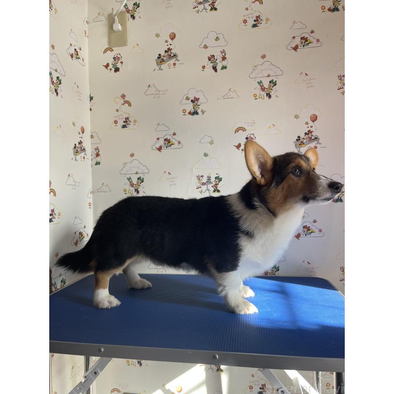 販売中の和歌山県のウェルシュコーギーペンブローク-394628の5枚目