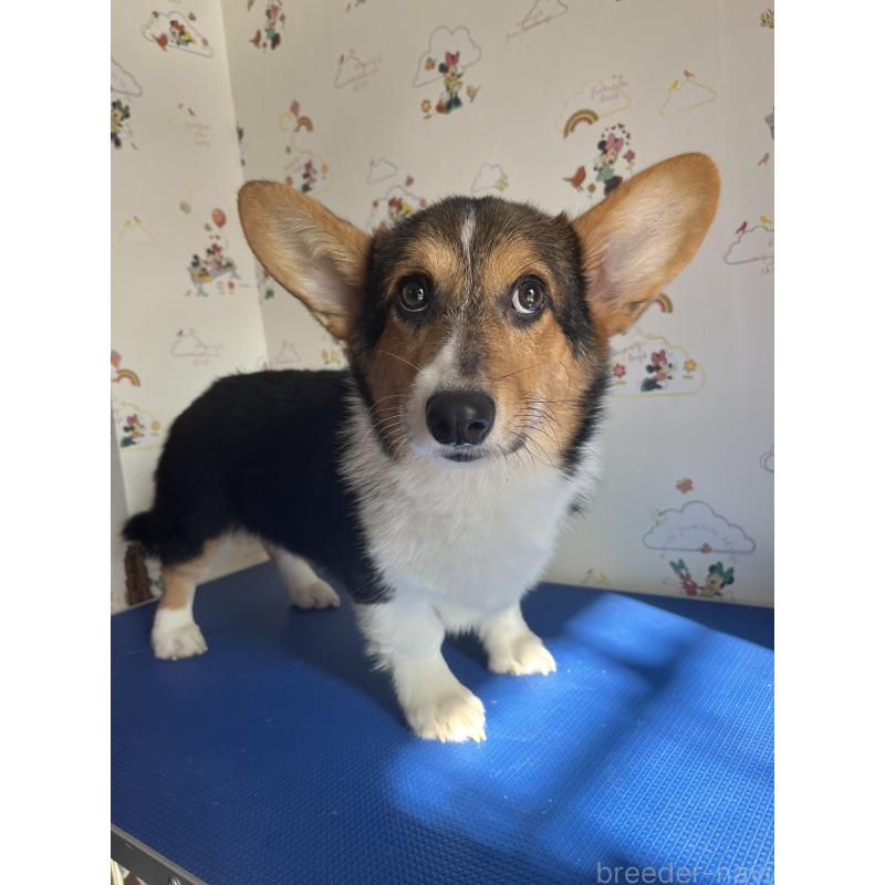 販売中の和歌山県のウェルシュコーギーペンブローク-394628の4枚目