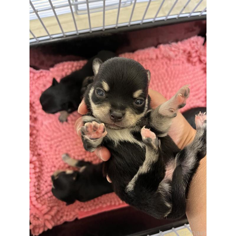 販売中の熊本県のチワワ(スムースコート)-431858