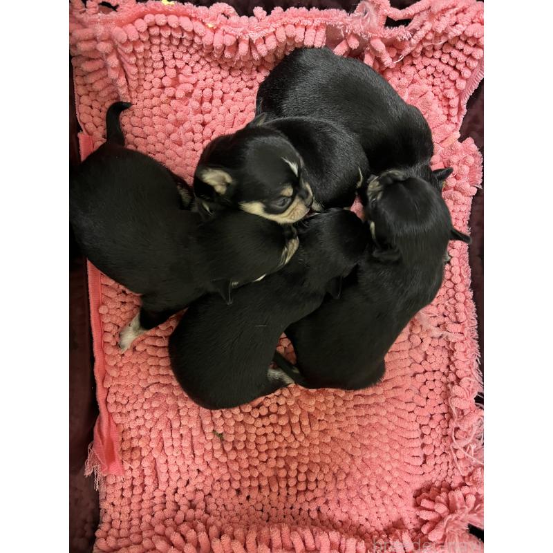 販売中の熊本県のチワワ(スムースコート)-431858の2枚目