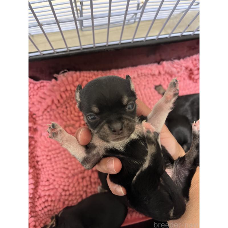 販売中の熊本県のチワワ(スムースコート)-431861の1枚目