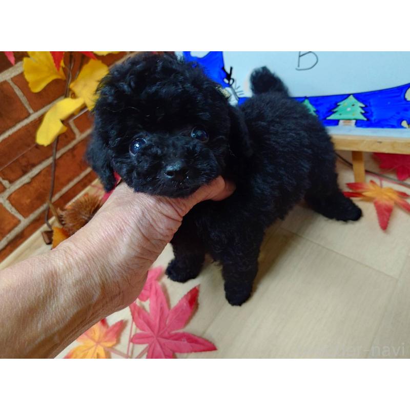 販売中の京都府のティーカッププードル-431859の10枚目