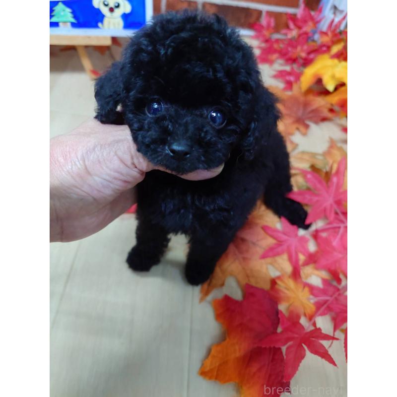 販売中の京都府のティーカッププードル-431859の9枚目