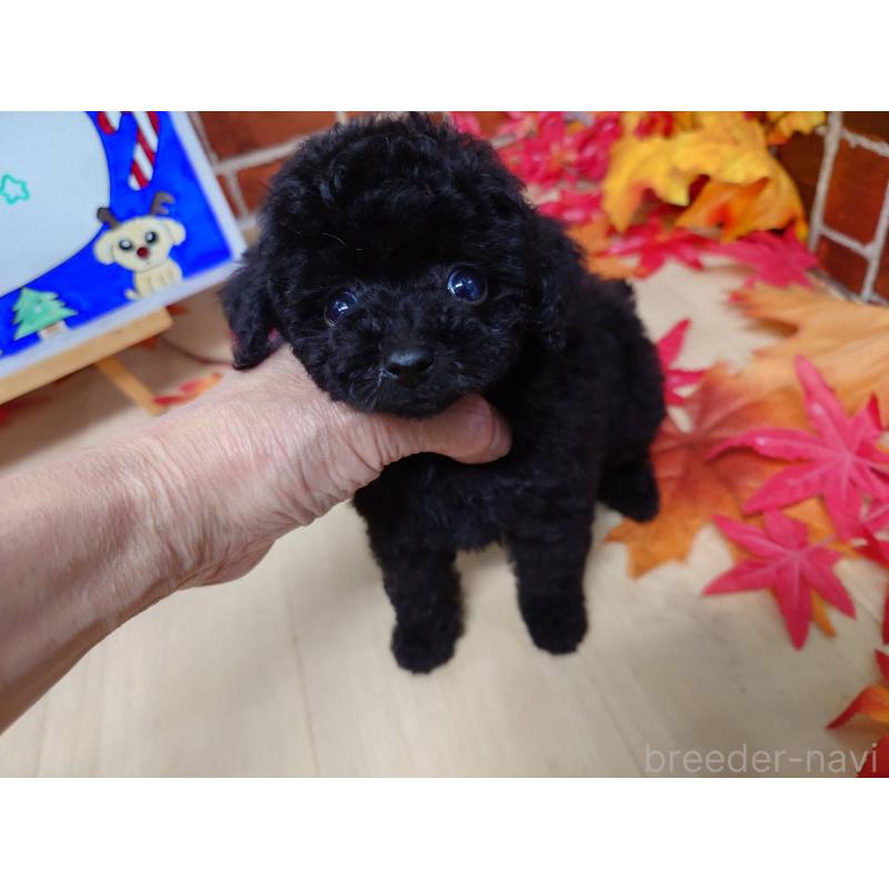 販売中の京都府のティーカッププードル-431859の1枚目