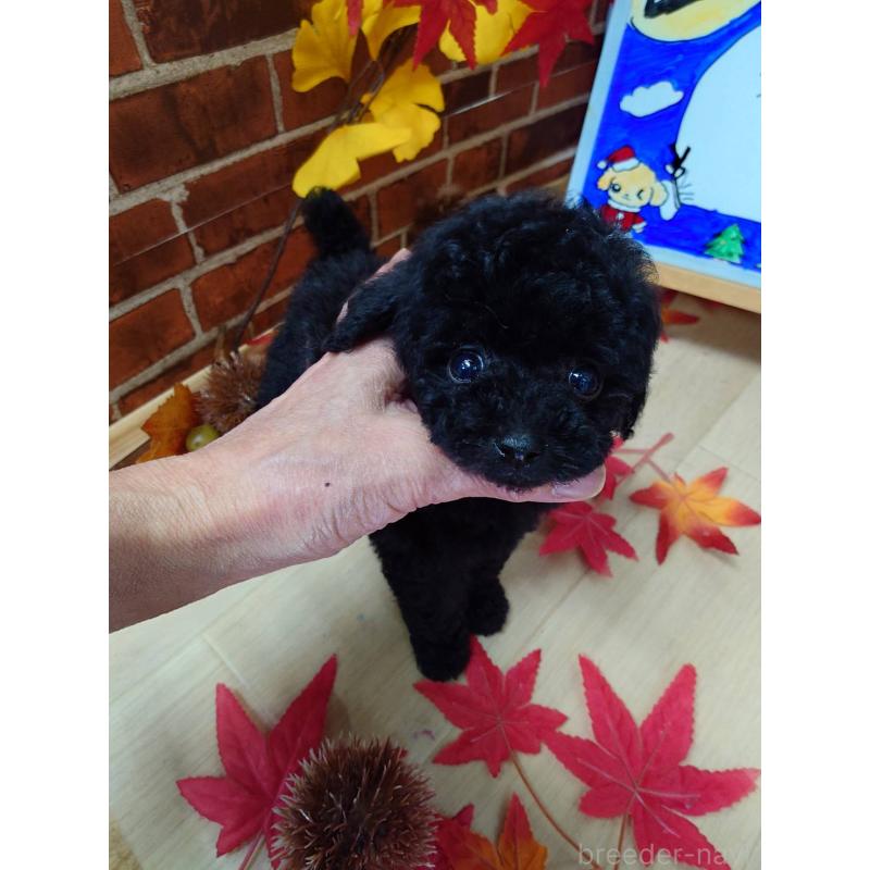 販売中の京都府のティーカッププードル-431859の8枚目