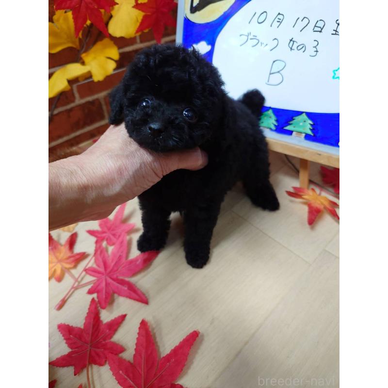 販売中の京都府のティーカッププードル-431859の7枚目