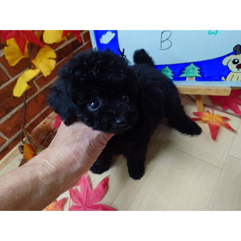 販売中の京都府のティーカッププードル-431859の6枚目