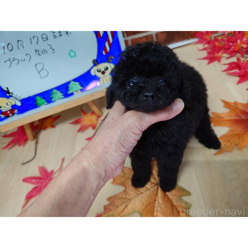 販売中の京都府のティーカッププードル-431859の5枚目