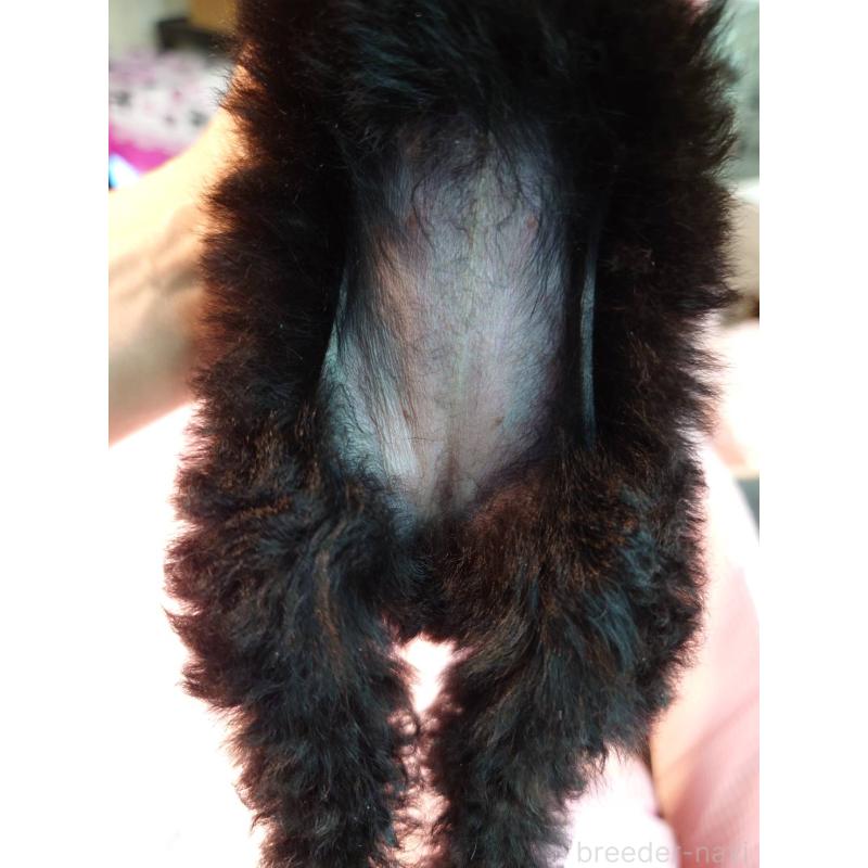 販売中の京都府のティーカッププードル-431859の4枚目