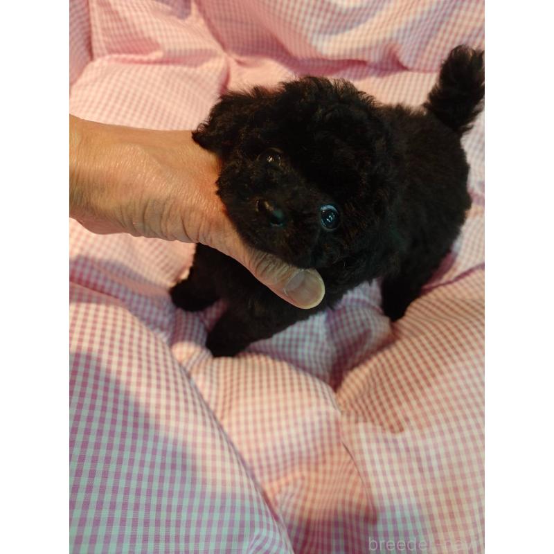 販売中の京都府のティーカッププードル-431859の3枚目