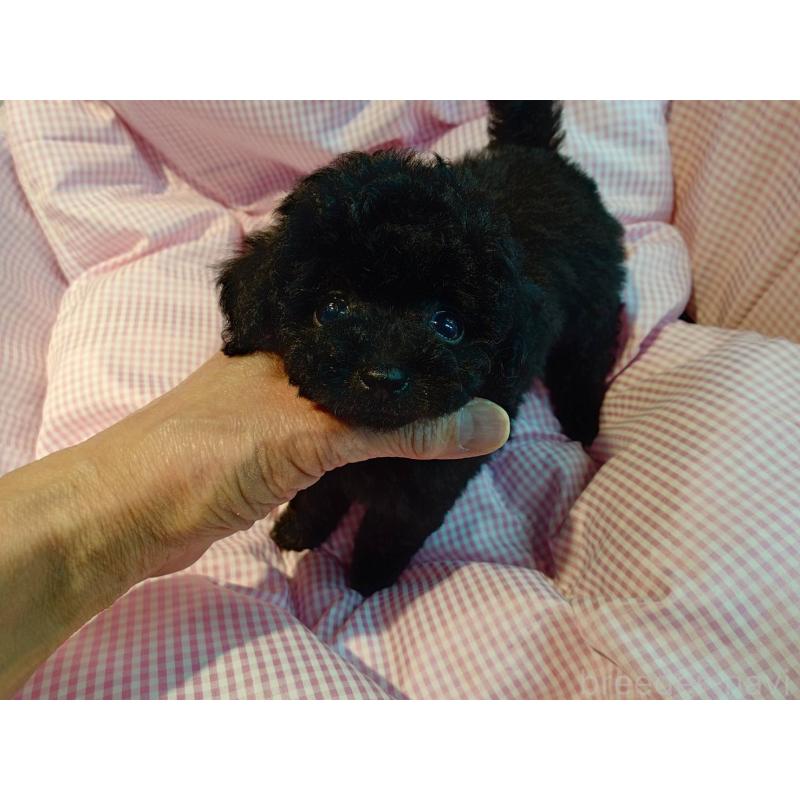 販売中の京都府のティーカッププードル-431859の2枚目